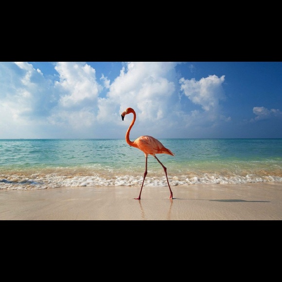 🌎same day or next day shipping - Picture 14 of 16